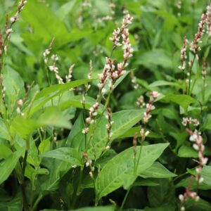 persicaria flor blanca