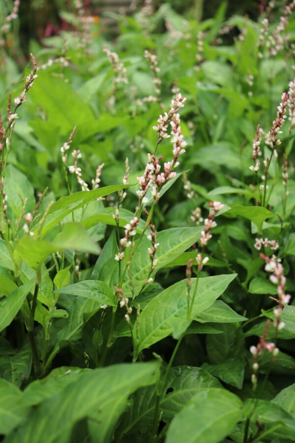 persicaria flor blanca