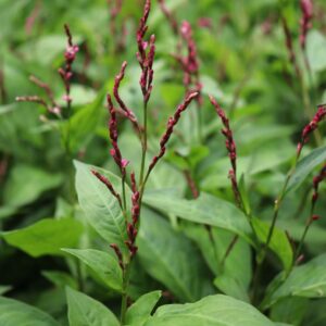 persicaria flor